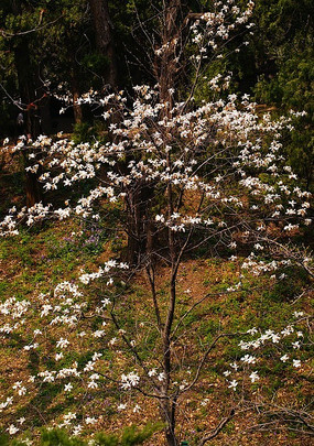 白色梅花树