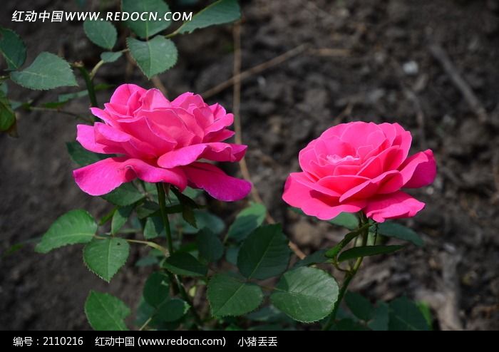 繁花似錦的月季花高清圖片下載_紅動中國