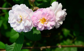 ��ɫ���˵�Ұõ�廨