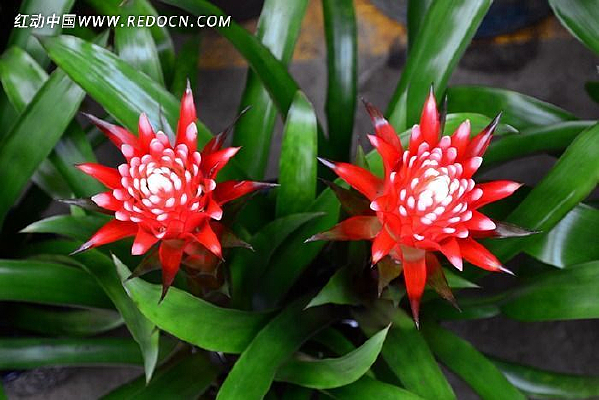 ����˫��