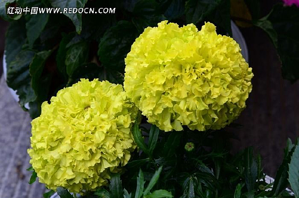 �Ļ�ŭ��ͼƬ