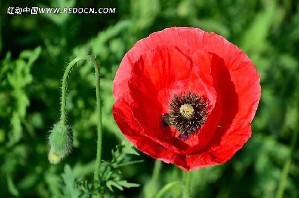 ��ɫ�����������