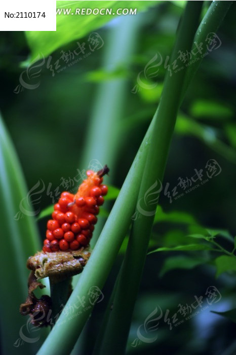 ������ͷ��ͼƬ