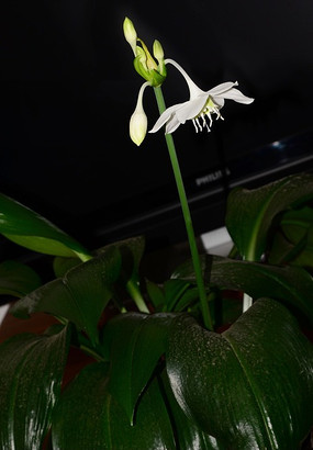 ��ɫ������ʢ���Ļ���