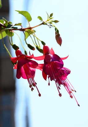 ��ɫ����