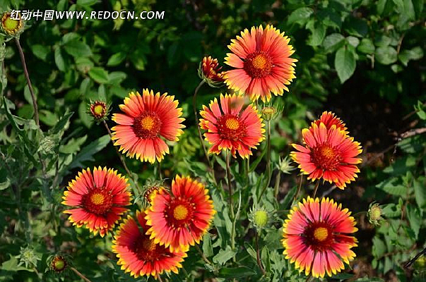 �ջ���������ǧ��