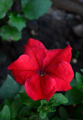 ǣţ����дͼƬ