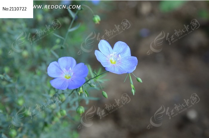 烂漫的蓝色小梅花