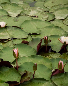 白水莲和睡莲花苞