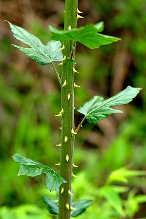 ��֦���̵���