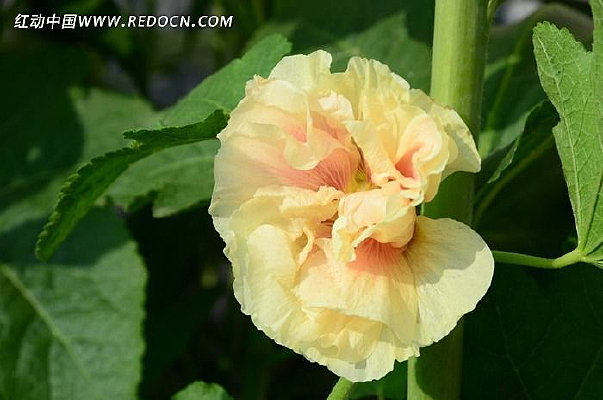 ��ɫ�����