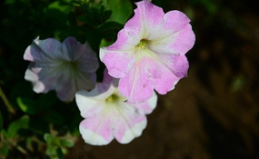 �۰�ɫ��ǣţ��