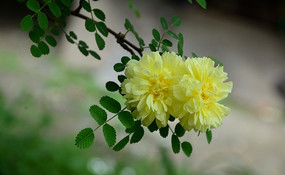 õ���ʻ���ɫ��õ��