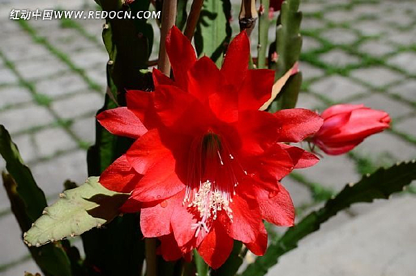 ��ɫ�Ļ���ɫ����