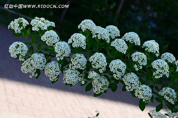 ֦ͷ��׻���