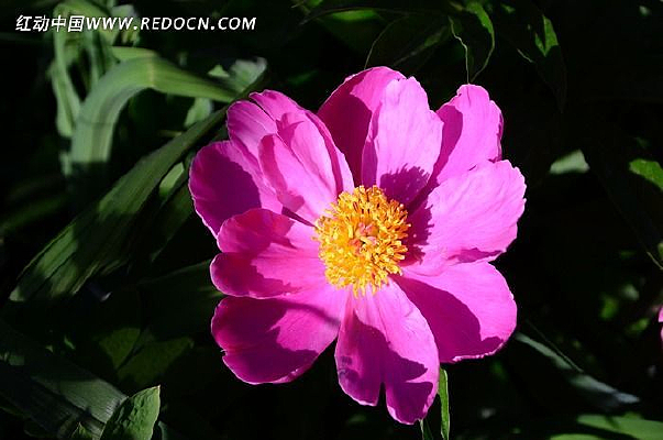 ��ҩ����