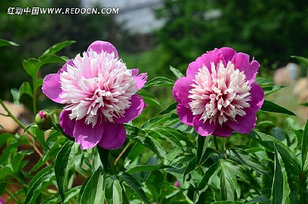 ������ҩ��