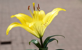 ��ɫ�İٺϻ�