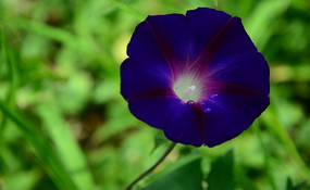 ��������ɫǣţ��