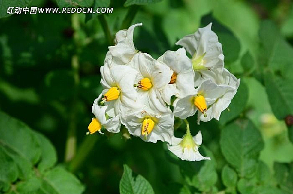 ��ɫ����Ļ�