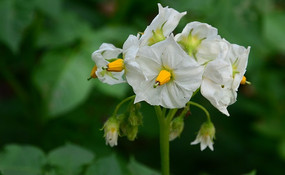 ��ɫ������