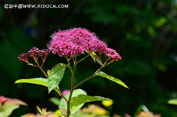 ŭ�ŵ���ɫ�ջ�