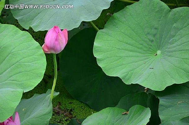 ŭ�ŵ��ʻ�����