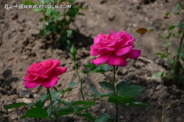 ������ɫ