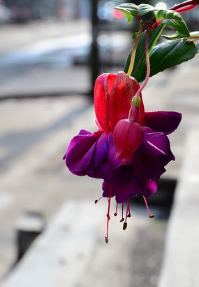 ���ӻ�ʢ��