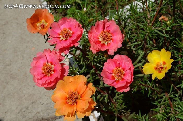 ���̫����