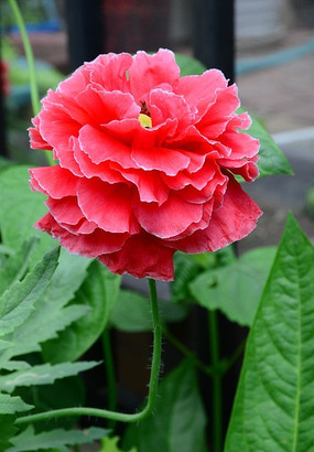 �����ĺ�ɫ������