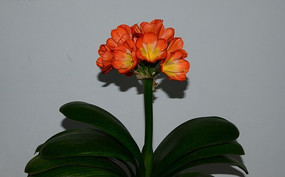 һ֧���ŵ�����