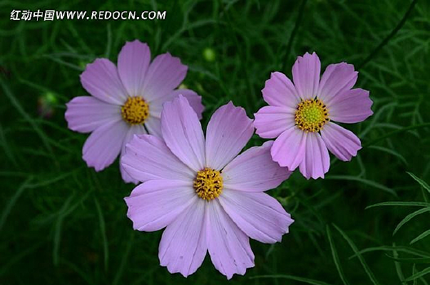 ��ɫ����