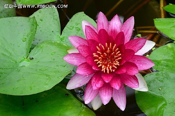 ʢ��������