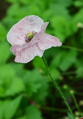 ��ɫ�����˻�