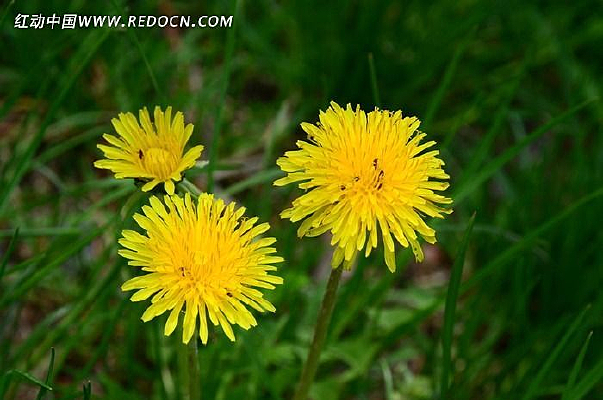 ����ɫҰ��