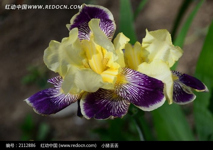 �β��Ư���Ļ�ɫ����ͼƬ