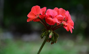 ���޺��Ļ�