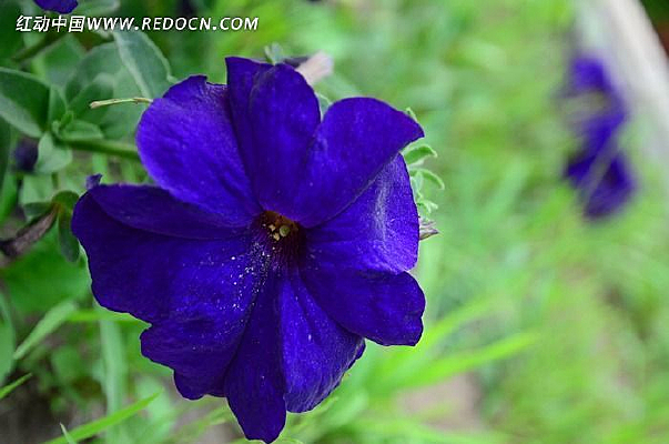 ��ɫ��ǣţ��