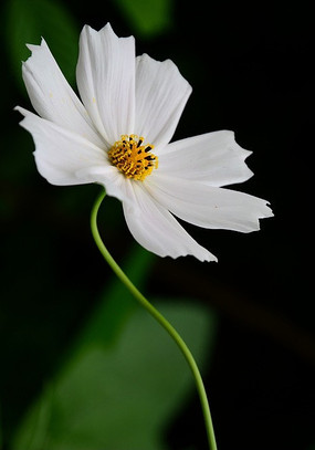 ʢ����˹��