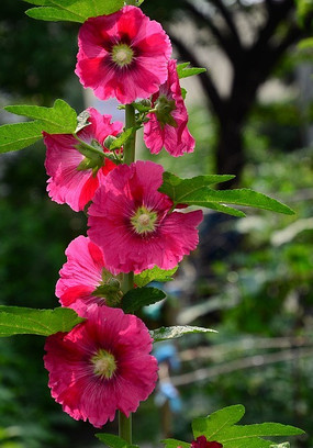 һ֦��ɫ�Ļ���