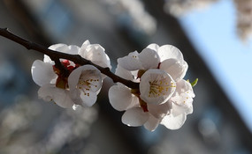 ŭ�Ű�ɫ�һ�