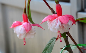 ���ӻ���