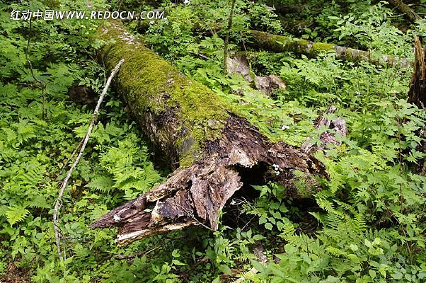 ����ɽԭʼɭ��