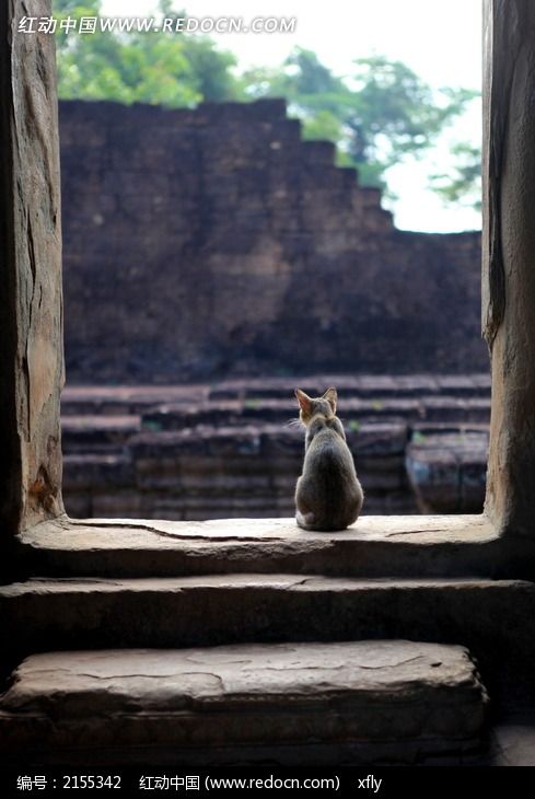 �ſ��غ��è��ͼƬ