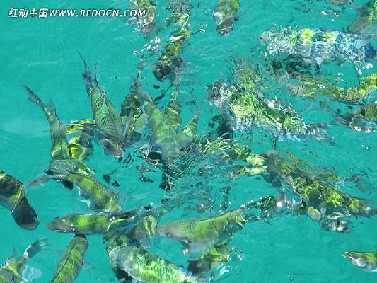 ��ˮ����