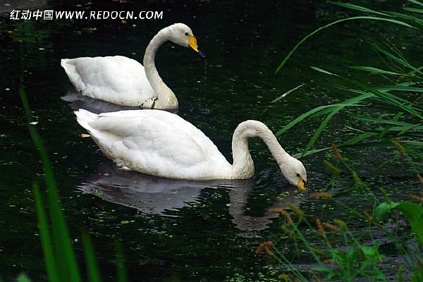 ��ʳ�����