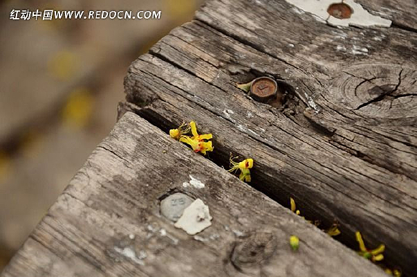 ���ѵ�ľ��