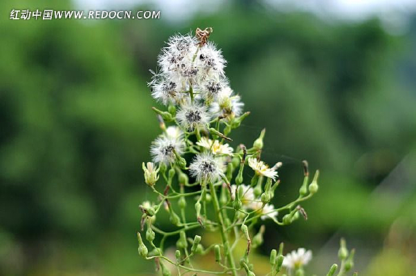 ������ѹ�Ӣ