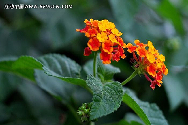 ����������Ӱͼ